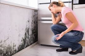 Professional Mold Removal & Remediation in Tucker, GA